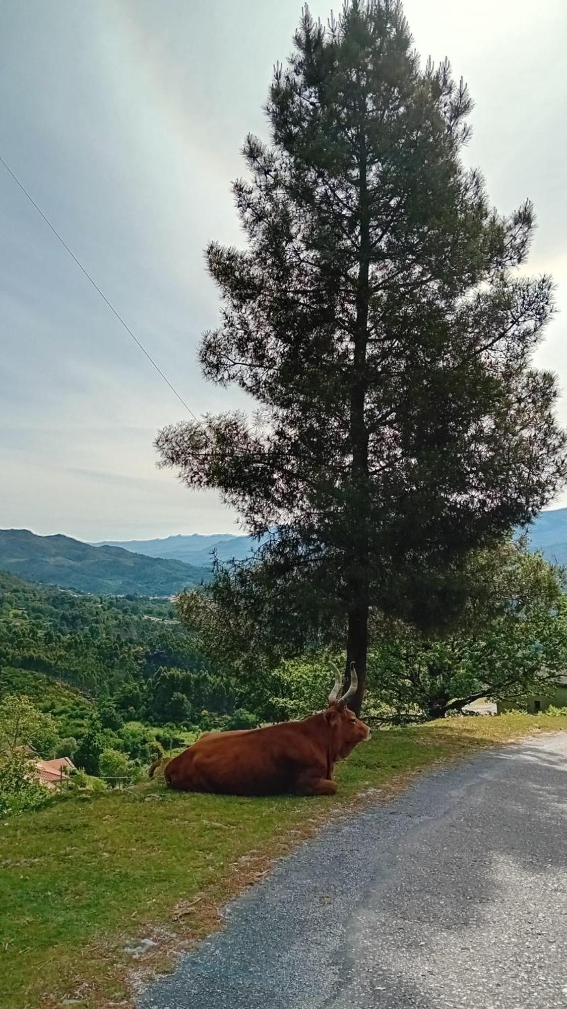 Chalet Do Soajo Arcos de Valdevez Zewnętrze zdjęcie