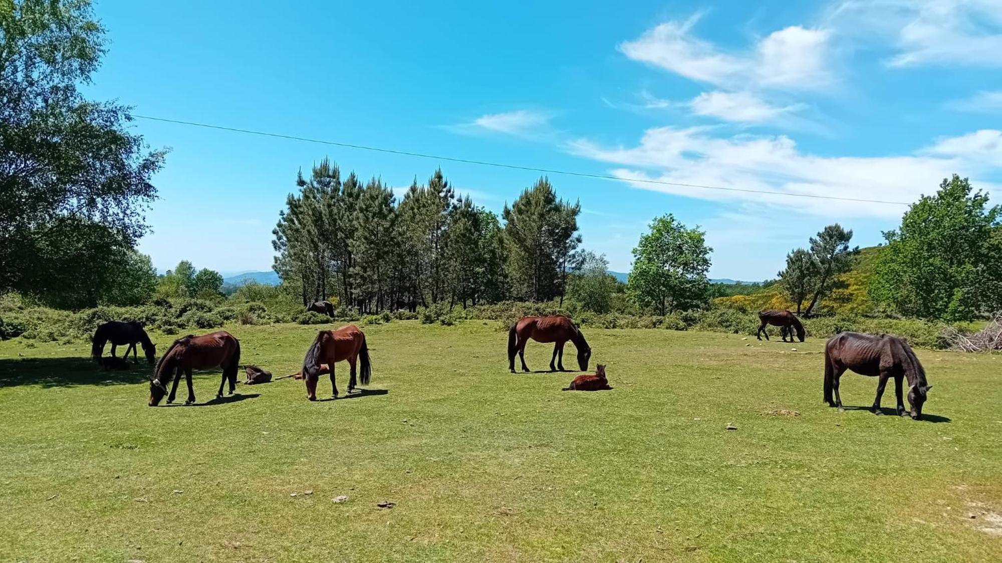 Chalet Do Soajo Arcos de Valdevez Zewnętrze zdjęcie